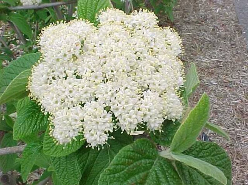 Alleghany Viburnum Plants - 2 Pack - Rhytidophylloides 'Alleghany' - 3" Containers - Attracts Birds & Butterflies