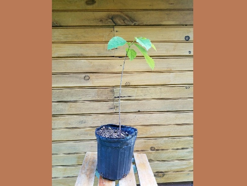 Pawpaw Trees - 12" - 18" Asimina triloba - Live Seedlings - 2 Bare Roo ...