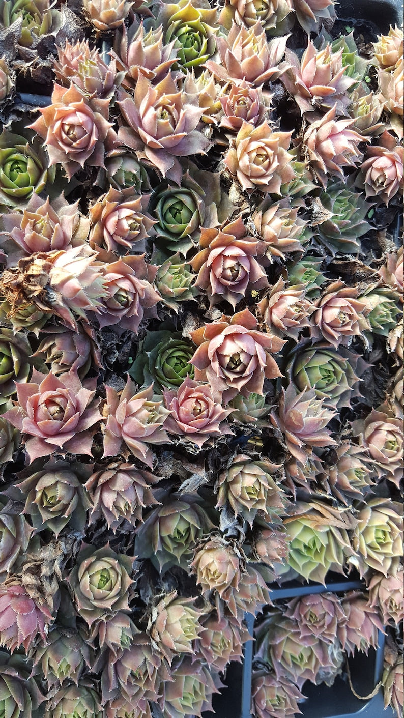 unrooted succulents Sempervivum Chicks 50 Unrooted Succulent Plants Purple-Blue Green Hens –  Jayme Garden