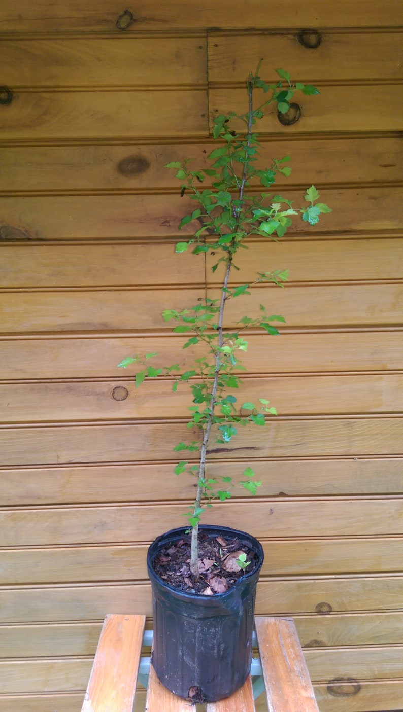 5 Washington Hawthorn Trees - 12" - 18" - Crataegus phaenopyrum - Live Bare Root Seedlings for Wildlife Habitat