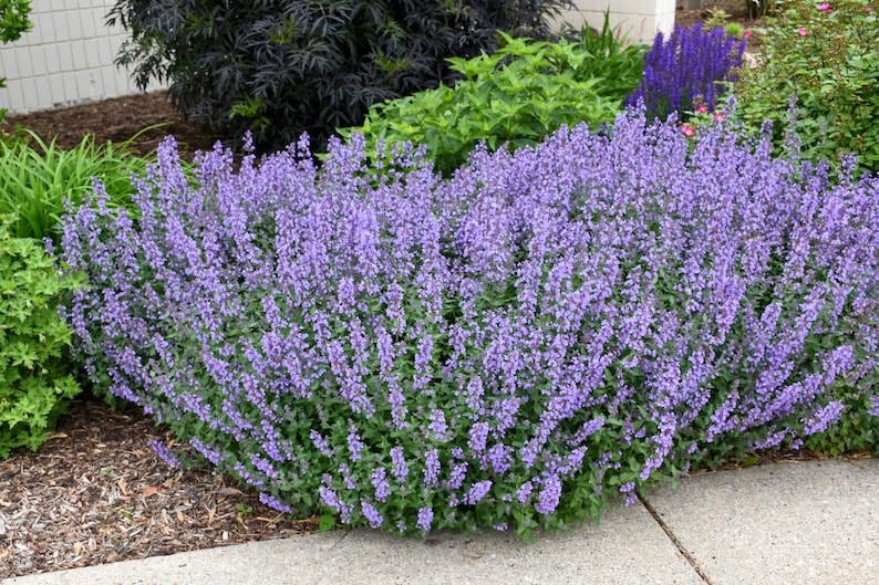 Catmint Plant, 12-18 Inches, Cat's Meow, Nepeta, Drought Tolerant, Fragrant, Perennial, Attracts Bees & Butterflies