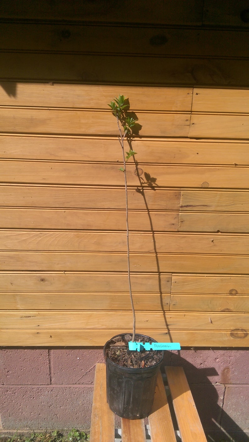 5 American Persimmon Trees 6"-12" - Diospyros virginiana - Live Seedlings for Wildlife Habitat & Ornamental Use