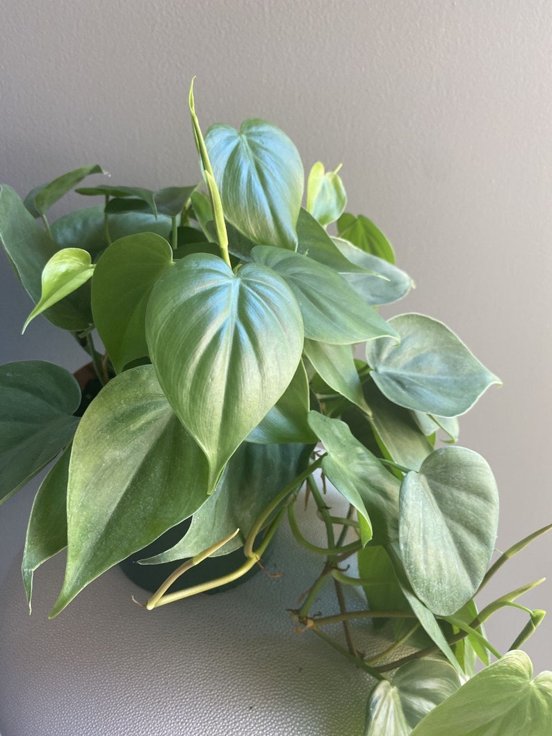Philodendron Cordatum 