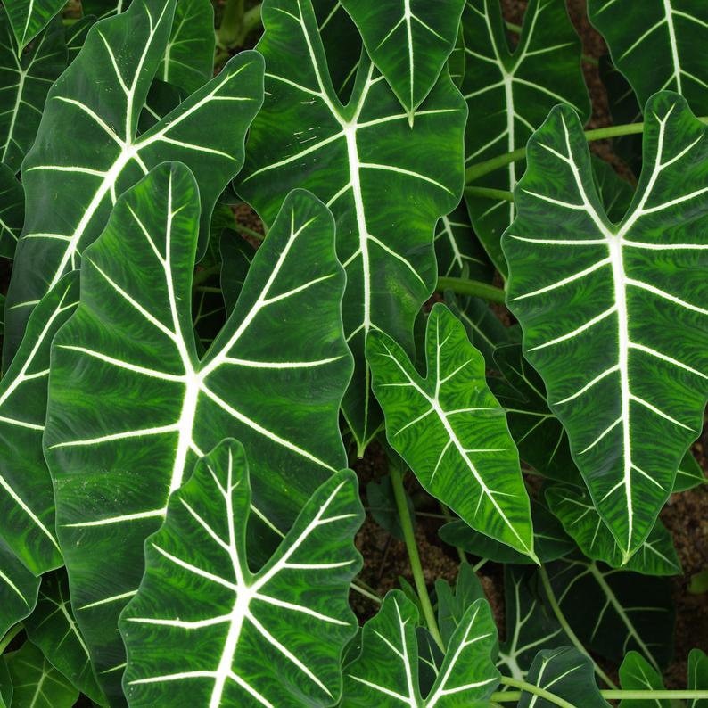 dark green elephant ear plant Alocasia Frydek - 6" Elephant Ear Plant - Velvet Dark Green Leaves