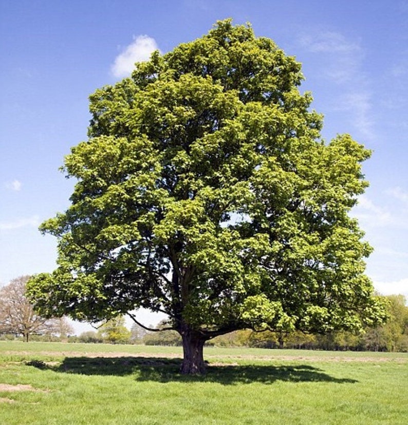 American Sycamore Quart Pot Plant - Platanus occidentalis