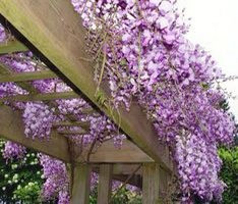 Blue Flowering Wisteria Seedling 2.5” Pot Wisteria Sinensis 12-18” Tall USDA Zone 4-9