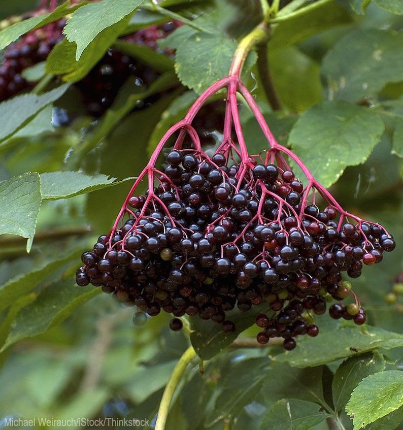 can you plant elderberry in a pot Elderberry Plant Quart Pot - Sambucus Canadensis