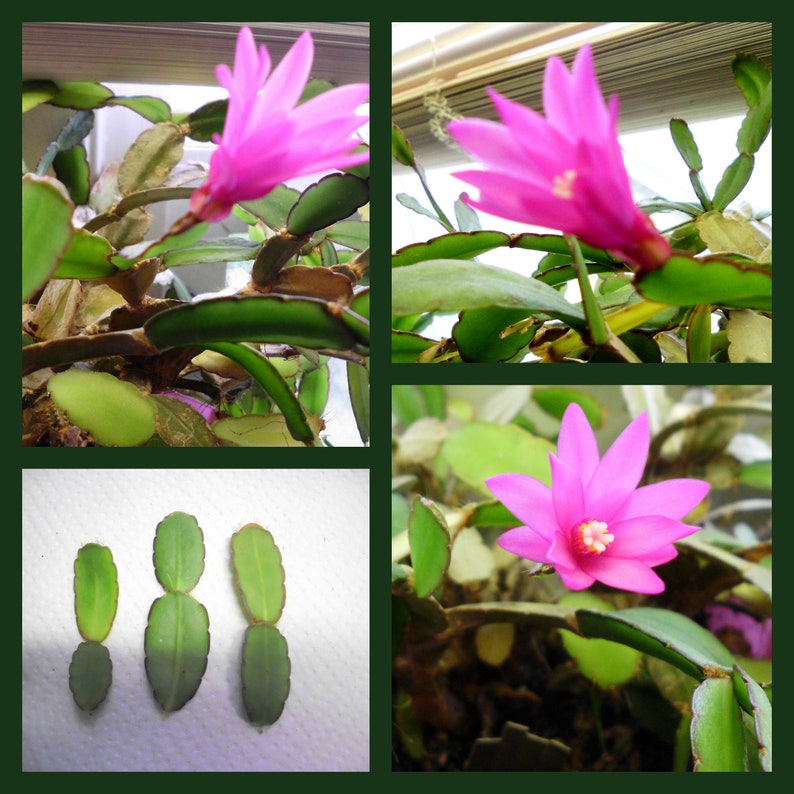 Easter Cactus Cuttings