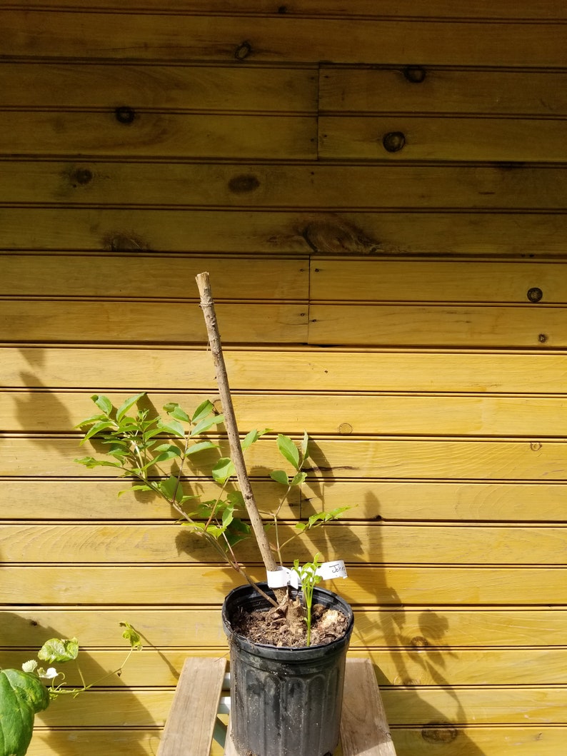 Elderberry Bushes - 2 Live Plants - 'Adams' & 'York' Varieties - Sambucus canadensis - 6" - 12" Dormant Plants