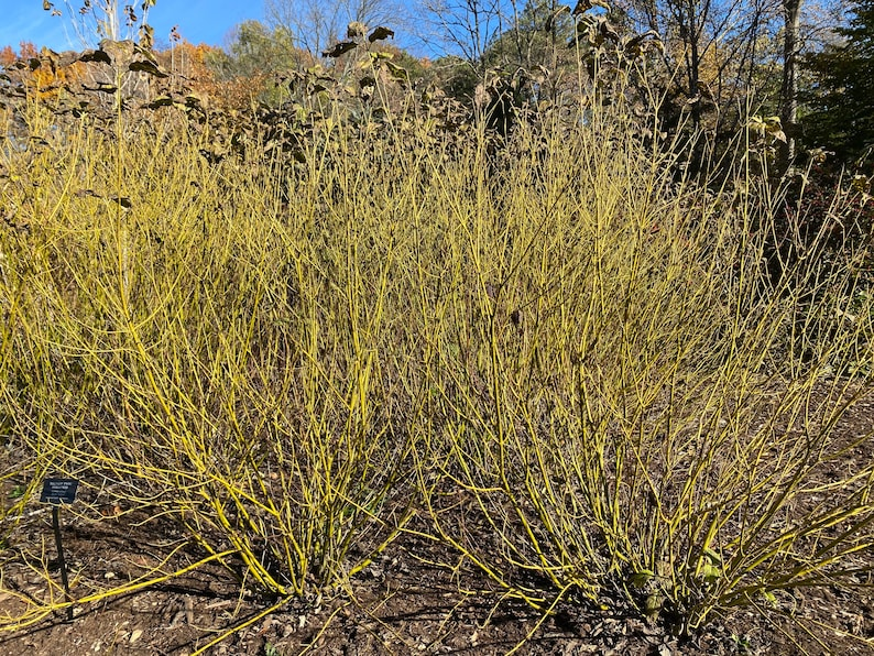 Yellow Twig Dogwood ‘Bud’s Yellow’ Live Plant 1 Gallon – Cornus alba Bright Yellow Winter Stems Garden Shrub