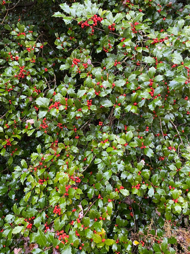 American Holly ‘Dan Fenton’ 12” Live Plant – Ilex opaca Evergreen Tree in 1 Gallon Pot for Garden Landscape