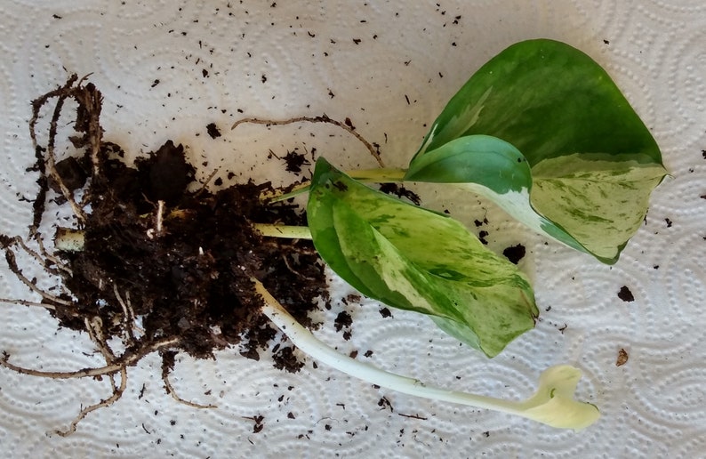 manjula pothos cutting Manjula Pothos Cutting Set - 1 Rooted Cutting + 1 Free Cutting