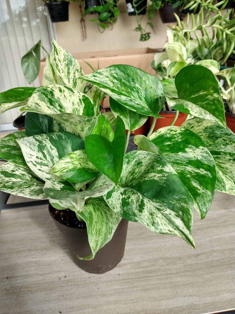 Marble Pothos Cutting Set - 1 Rooted Cutting + 1 Free Cutting - Epipremnum aureum - Low Maintenance Indoor Plant