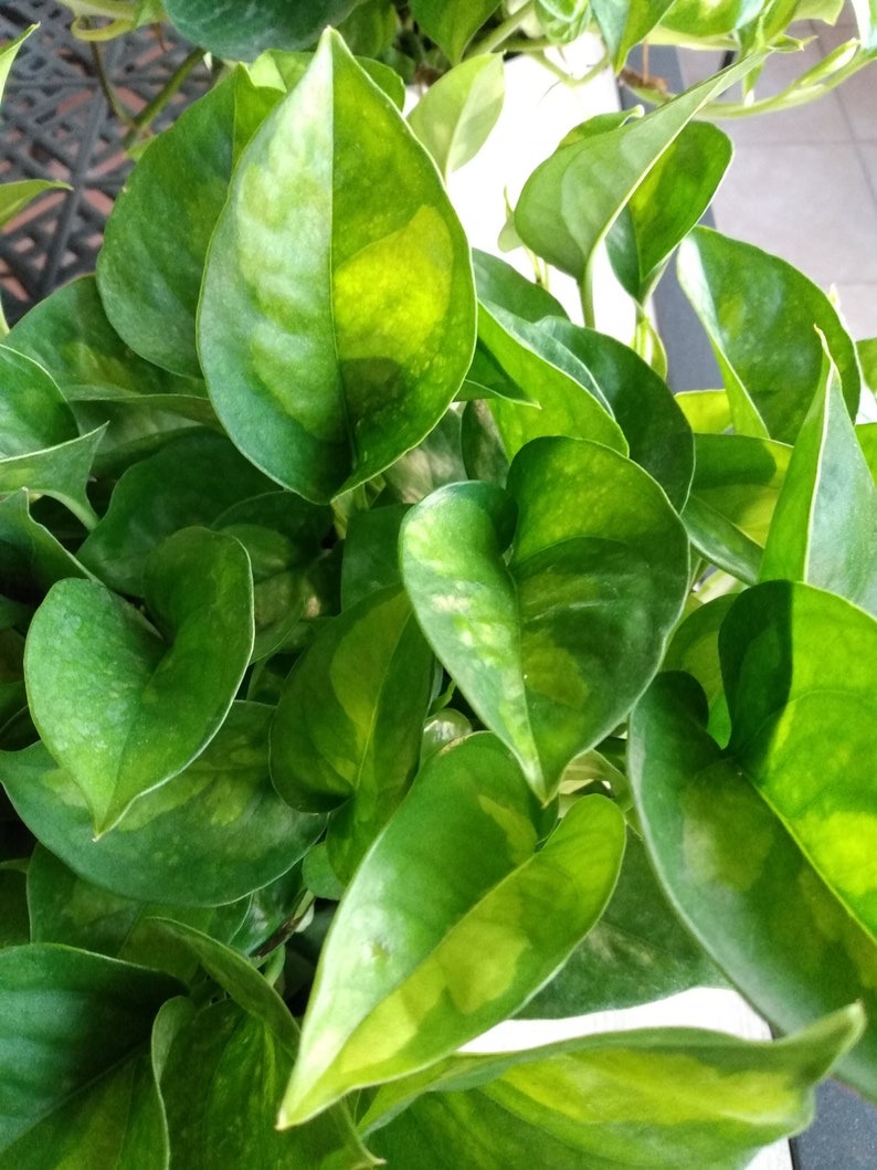 pothos plant outdoors Global Green Pothos Cutting - Rooted Plant with Soil