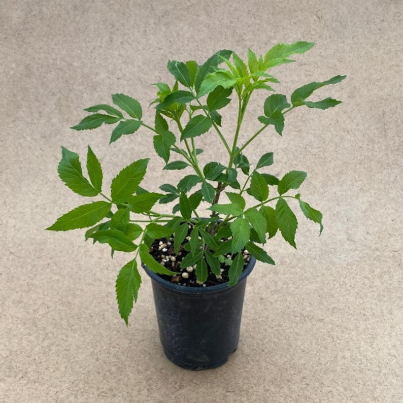 American Black Elderberry Live Plant 1 Quart Pot - Sambucus canadensis 'Ranch' - Full Sun to Part Shade, Zones 3-9