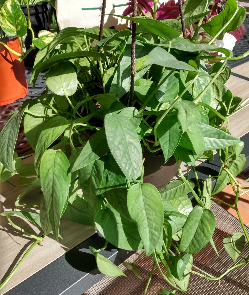 Cebu Blue Pothos Cutting - 1 Rooted + 1 Free Cutting - Epipremnum Aureum - Easy Care Indoor Plant