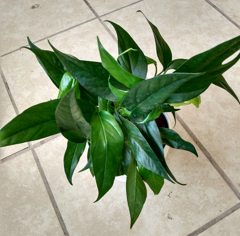 baltic blue pothos Rooted Cutting Baltic Blue Pothos Plant + Free Cutting