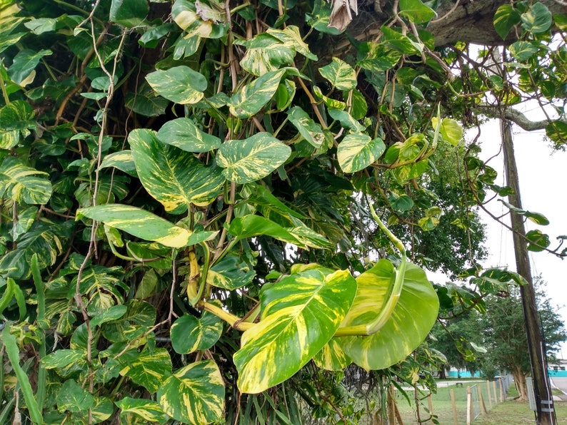 pothos large leaves Giant Hawaiian Pothos Cutting - 1 Node Rooted + Free Cutting