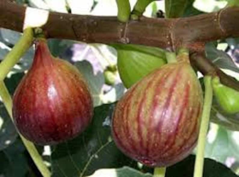 Celeste Fig Tree - 6" Potted Plant - Delicious Figs - Ficus carica - Ideal for Zones 7-11 - Fast Growing - Full Sun