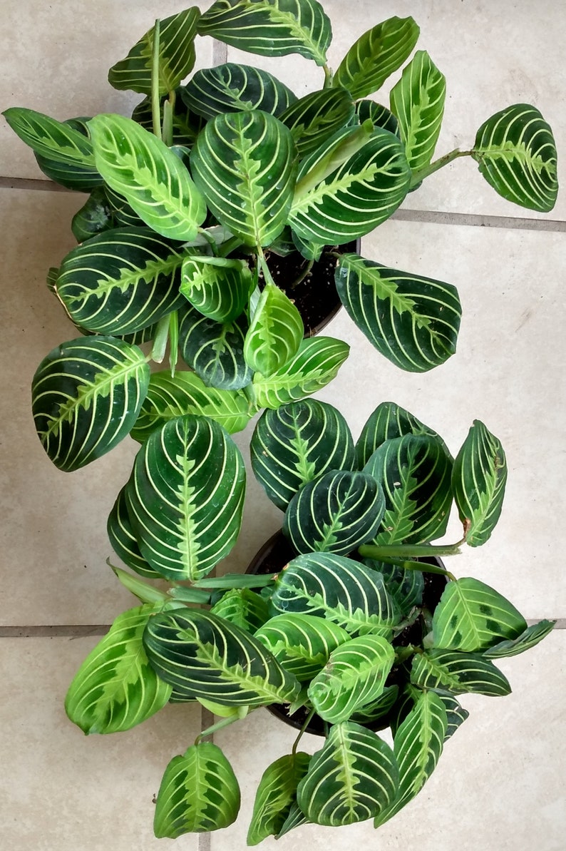 prayer plant small Prayer Plant Marisela - Small Rooted Plant + Free Cutting