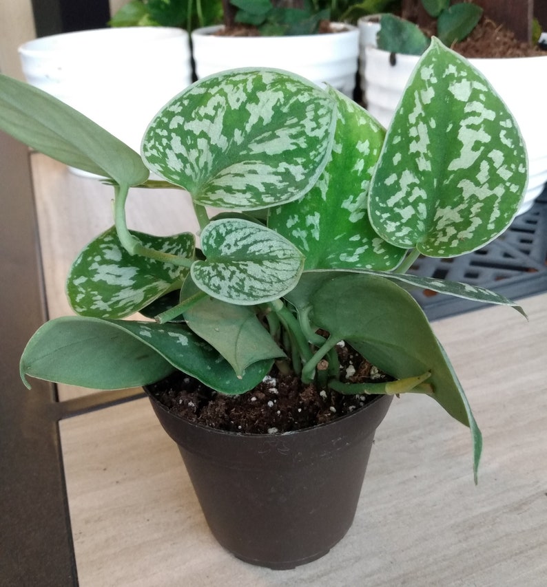 silver pothos cuttings Silver Satin Pothos Cutting + Free Cutting - Scindapsus pictus