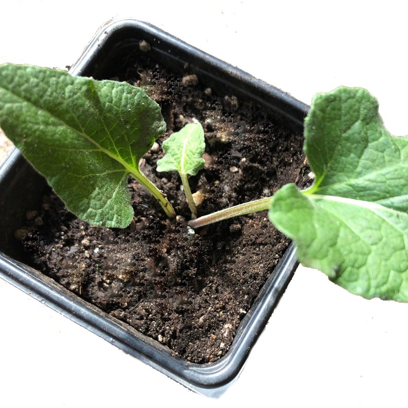 Organic Greater Burdock Plant in 2.5-inch Pot - Edible Burdock (Arctium lappa) for Culinary & Medicinal Uses - Live Plant