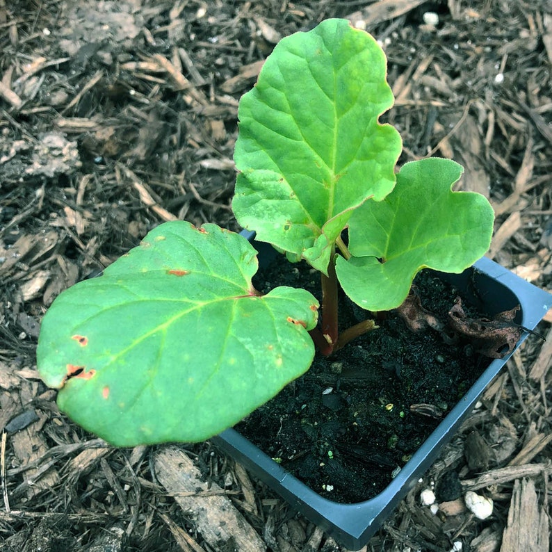 plant rhubarb in pots Organic Victoria Rhubarb Plant in 2.5-Inch Pot - Rheum rhabarbarum