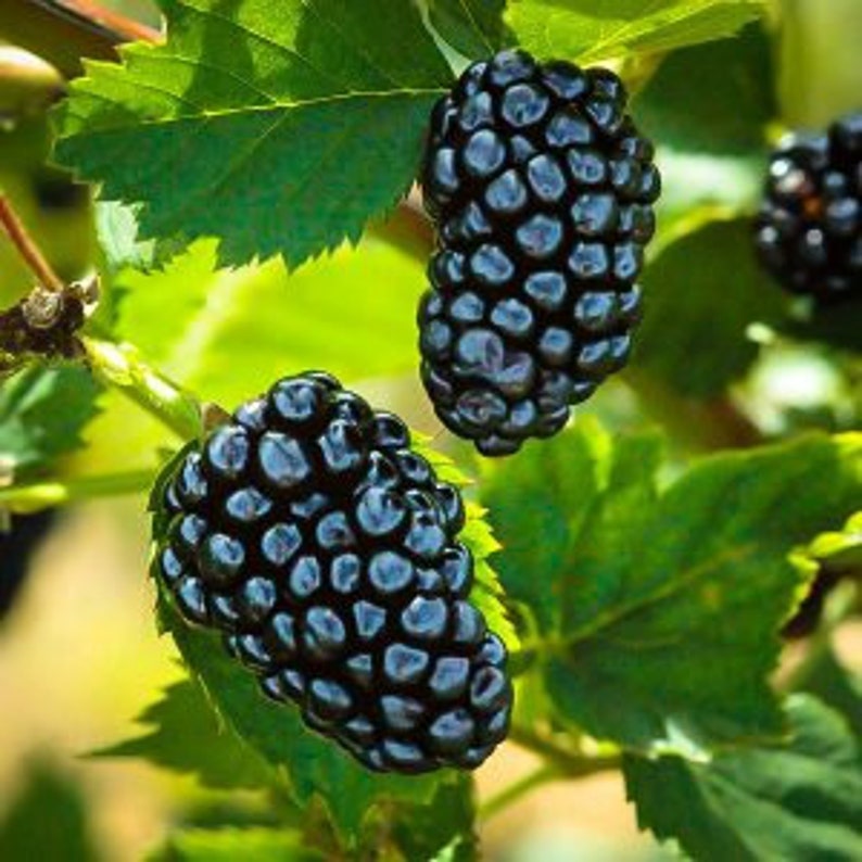 Natchez Thornless Blackberry Plant - 24-36 Inches - Disease Resistant, Self-Pollinating, Large Sweet Berries - Rubus fruticosus