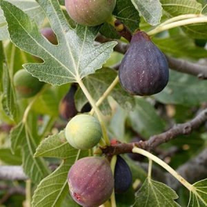 Celeste Fig Tree - 24-36 Inches - Cold-Hardy Sugar Fig - Ficus carica - Sweet Flavor, Mid Season, Gulf Coast Favorite
