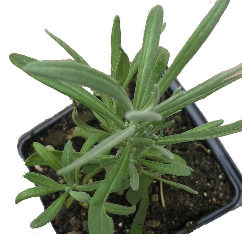 lavender starter plants Organic Lavender Plant 2.5-inch Pot Purple Flowering Lavandula angusti –  Jayme Garden