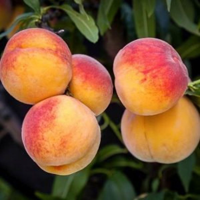 Elberta Peach Tree - 24-36 Inches - Juicy Sweet Yellow Fruit - Prunus persica - Mid-Late Season Variety - Zones 5-9