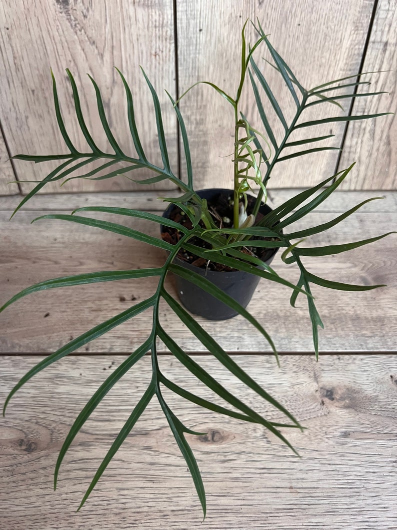 philodendron tortum price Philodendron Tortum in 6" Pot