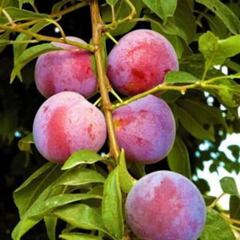 Methley Plum Tree 24-36 Inches Reddish-Purple Fruit Prunus salicina, Sweet Fragrant Flowers, Heavy Bearer, Zone 5-9