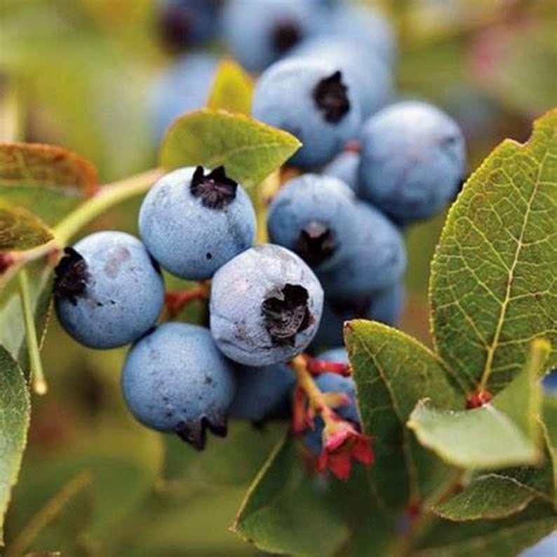 Austin Blueberry Bush 24-36 inches Rabbiteye Medium Blue Berries Vaccinium ashei