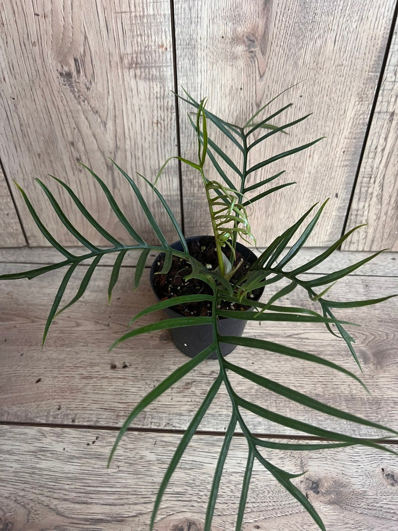 is philodendron tortum a climber Philodendron Tortum 4" Pot