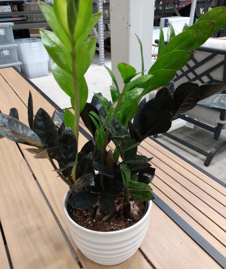 Black Raven ZZ Plant - Small Rooted Plant + Free Cutting - Zamioculcas zamiifolia - Low Maintenance Indoor Greenery