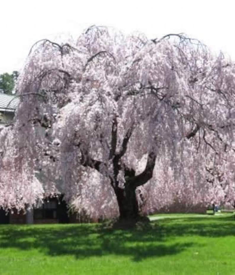 Weeping Yoshino Cherry Plant 2.5” Pot - Prunus x yedoensis - Fragrant White Flowers, Ornamental Tree for Zones 5-9