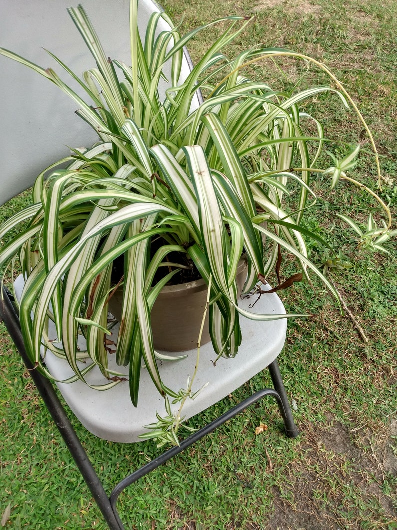 chlorophytum zebrina Small Spider Vittatum Plant with Free Cutting