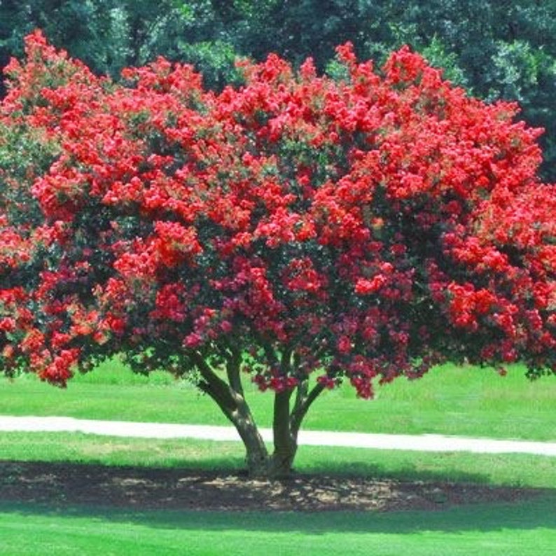 Red Crape Myrtle Quart Pot Plant - Lagerstroemia indica - Vibrant Red Flowers - USDA Zone 6-9 - Bare Root Shipping October to May