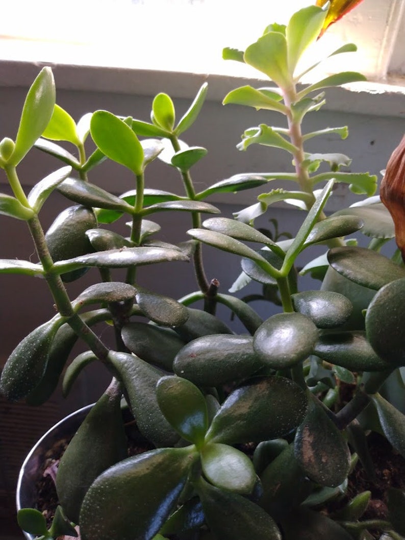 4 Unrooted Jade Plant Cuttings Crassula ovata Succulent Bonsai Houseplant Lucky Plant Money Plant Friendship Plant