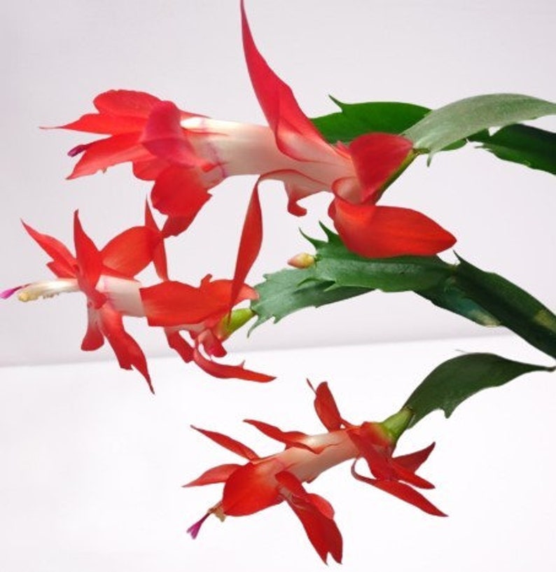 Thanksgiving Cactus Cuttings - 3 Unrooted Red & White Segments