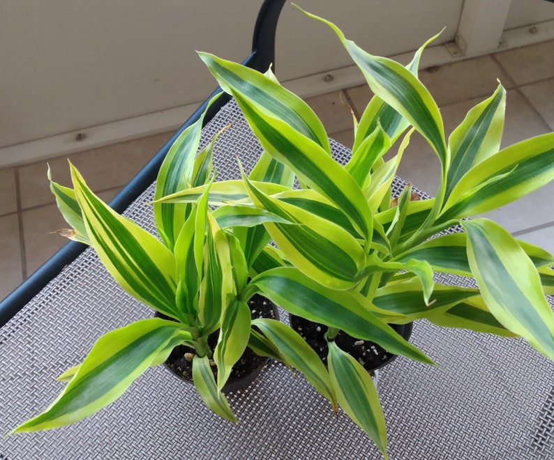 dracaena sanderiana care Dracaena Sanderiana Variegata - Small Rooted Plant + Free Cutting