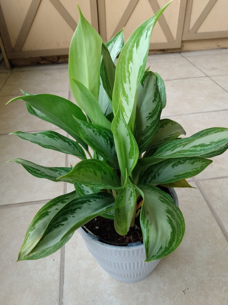 Aglaonema Silver Bay Plant - Small Rooted + Free Cutting - Aglaonema commutatum - Low Maintenance Indoor Foliage
