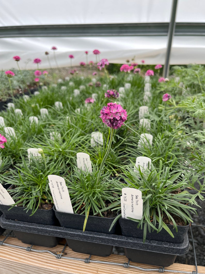 coastal potted plants Sea Thrift Live Plant 3.5" Pot - Splendens - Armeria maritima