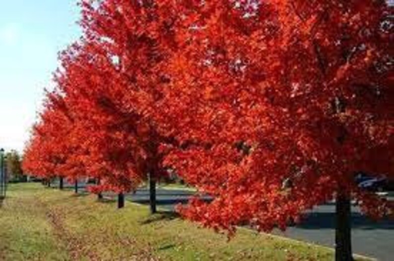 Autumn Blaze Maple Quart Pot - Acer × freemanii - Vibrant Orange-Red Fall Foliage - Hardy USDA Zones 4-8