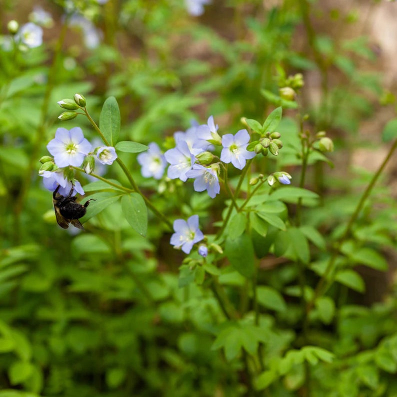 Jacob's Ladder Live Plant 4" Pot - Polemonium reptans - Shade Tolerant Perennial for Zones 3-8