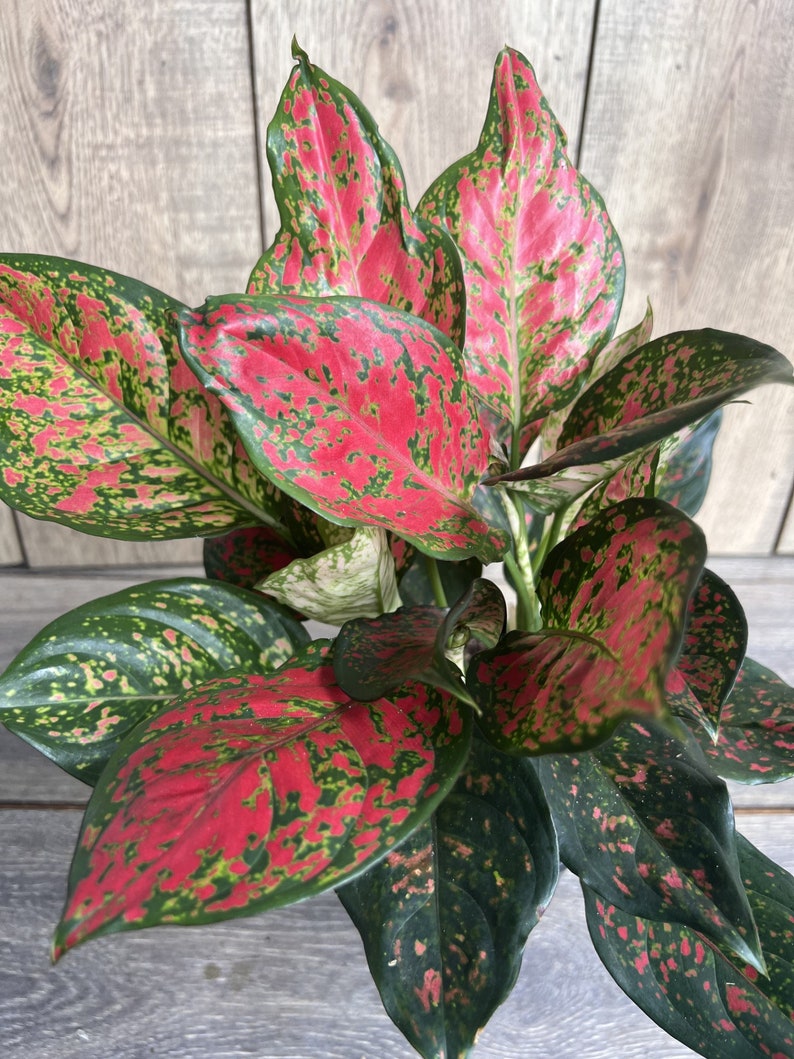 Aglaonema Wishes Plant in 6" Pot - Red Valentine Variegated Houseplant, Aglaonema 'Wishes' for Indoor Decor