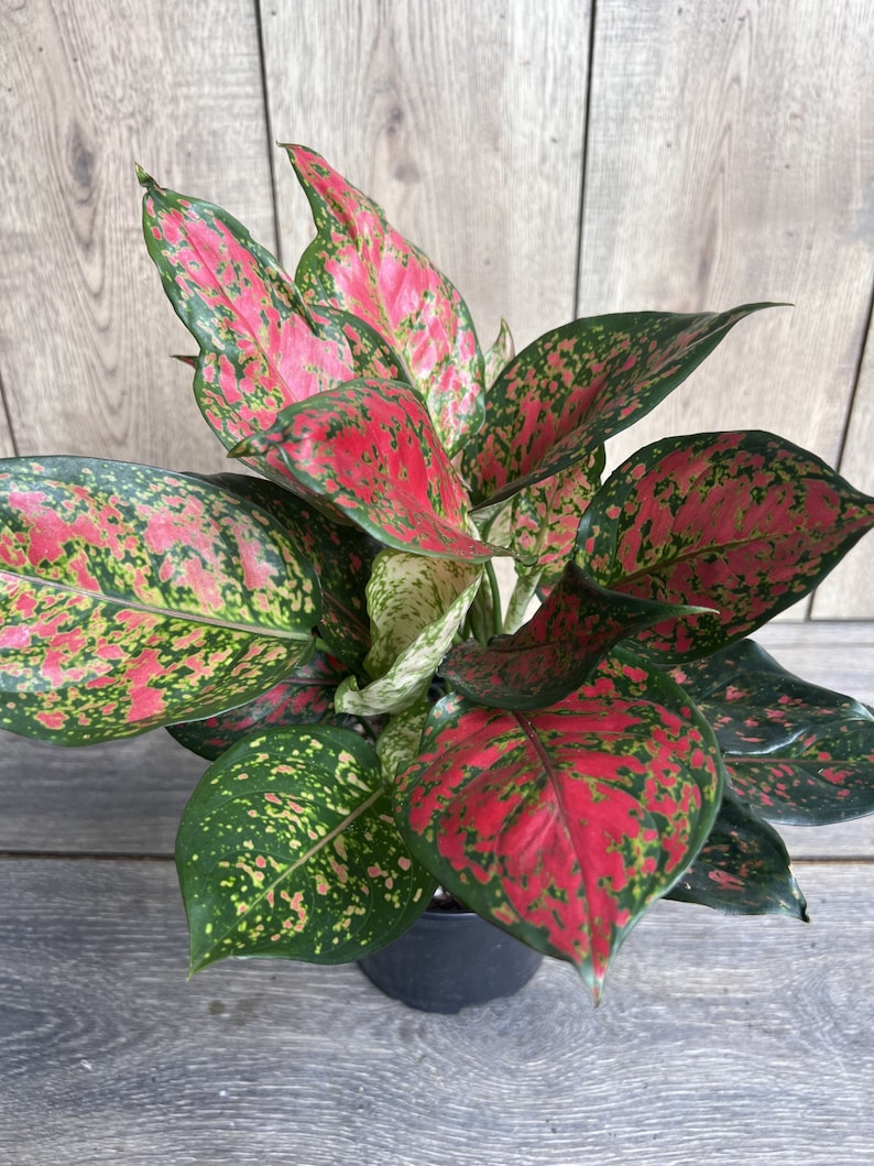 Aglaonema Wishes Plant in 4" Pot - Red Valentine Chinese Evergreen, Aglaonema 'Wishes' - Easy Care Indoor Houseplant