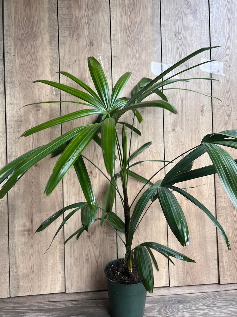 is lady palm poisonous to cats Rhapis Palm, 6