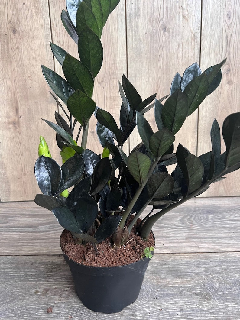 Black Raven ZZ Plant 6" Pot Dark Zamioculcas zamiifolia Raven Indoor Houseplant